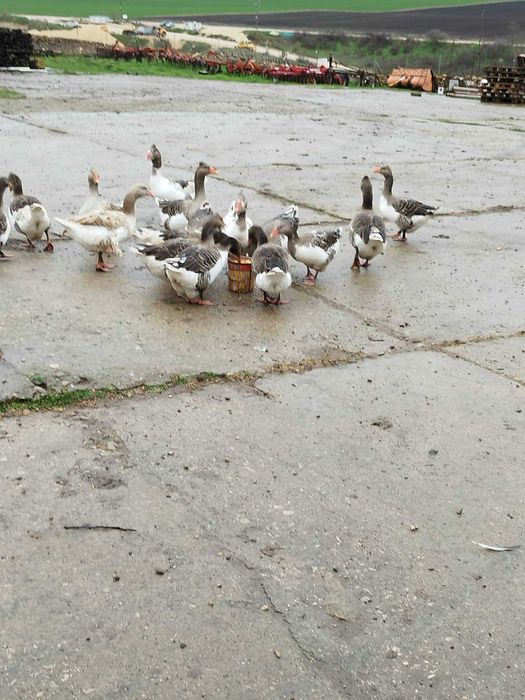 Продавам домашни гъски