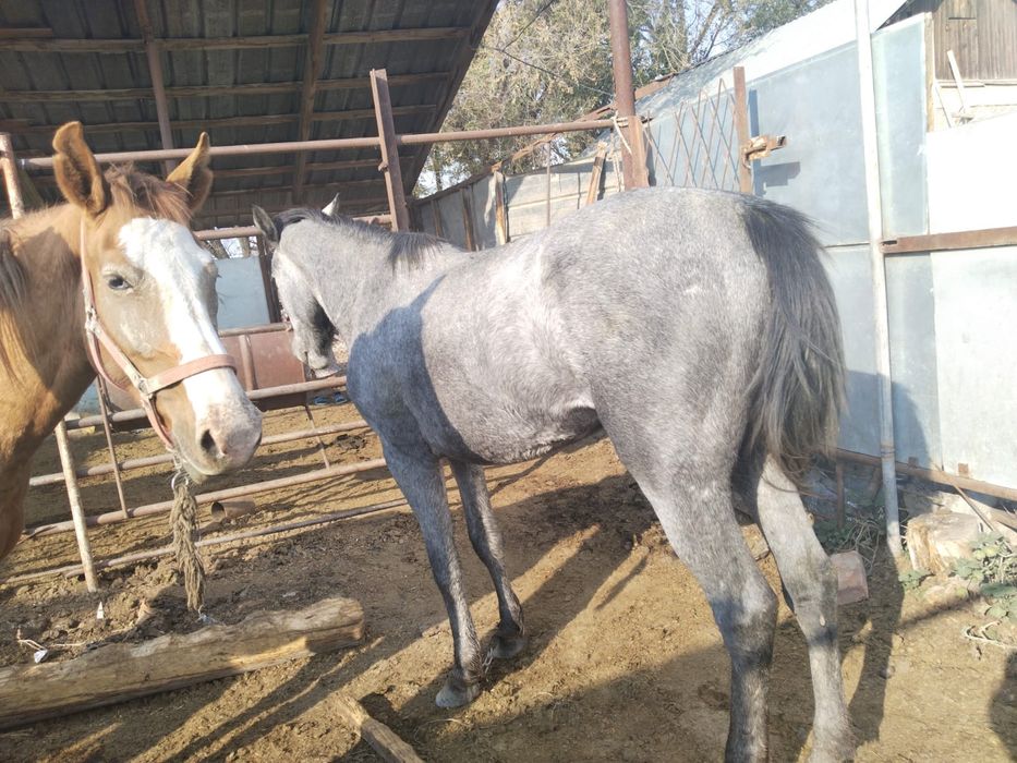 3 бие сатам 1-і буаз сауынды сүтті бие