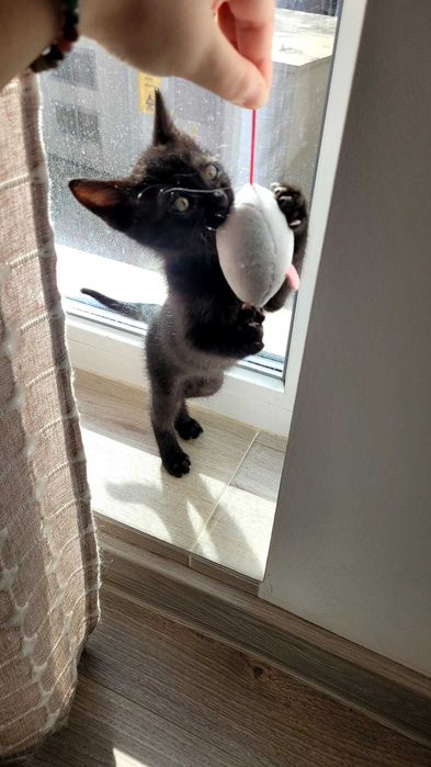 Adopție pui de pisică Iasi