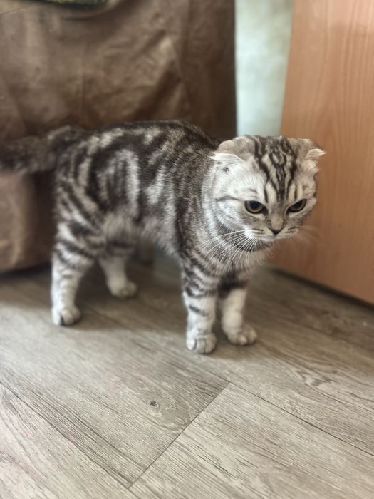 Ищем кота для вязки