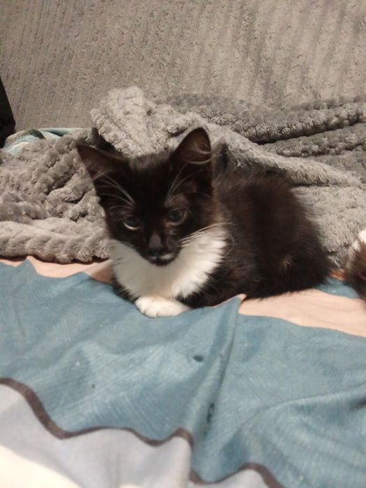 Девочка 4 мес в хорошие руки