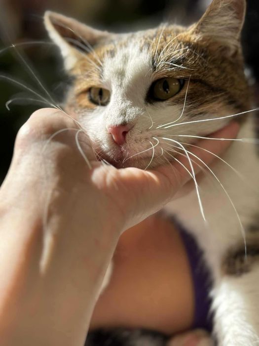 Мъжко коте търси дом