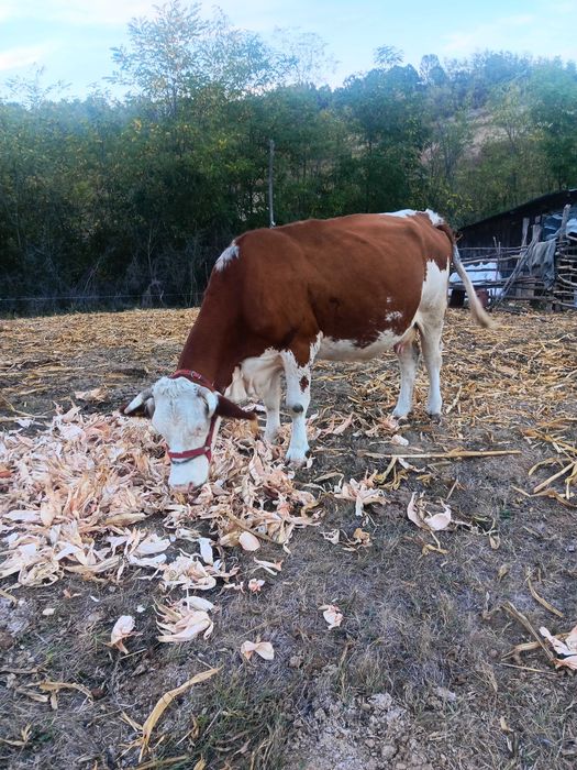 Vaca bună de lapte
