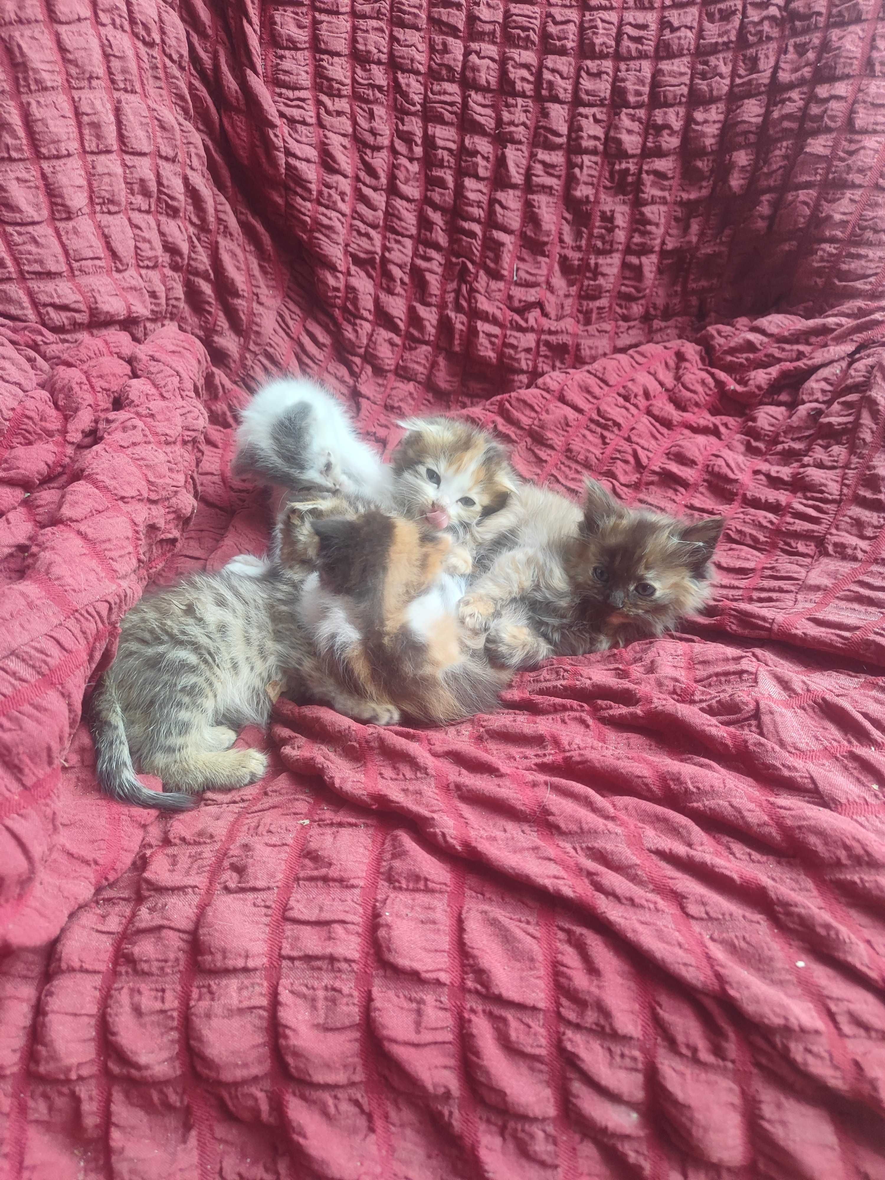 Котята ищут дом отдаем в добрые руки
