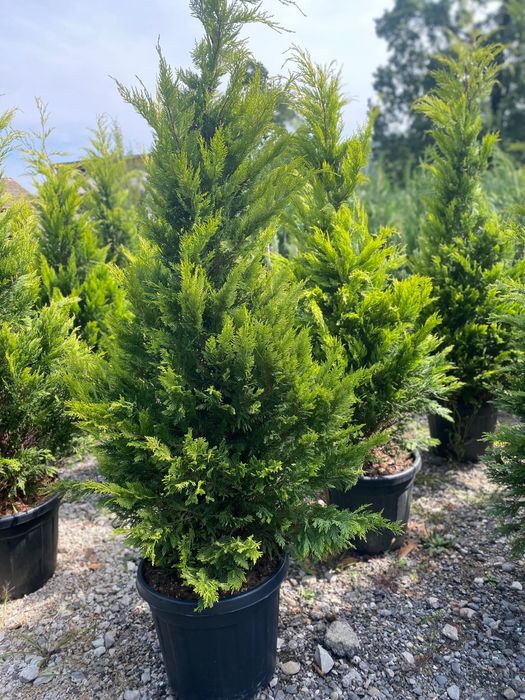 Tuia Leylandii Gard viu vesnic verde Calitate superioara