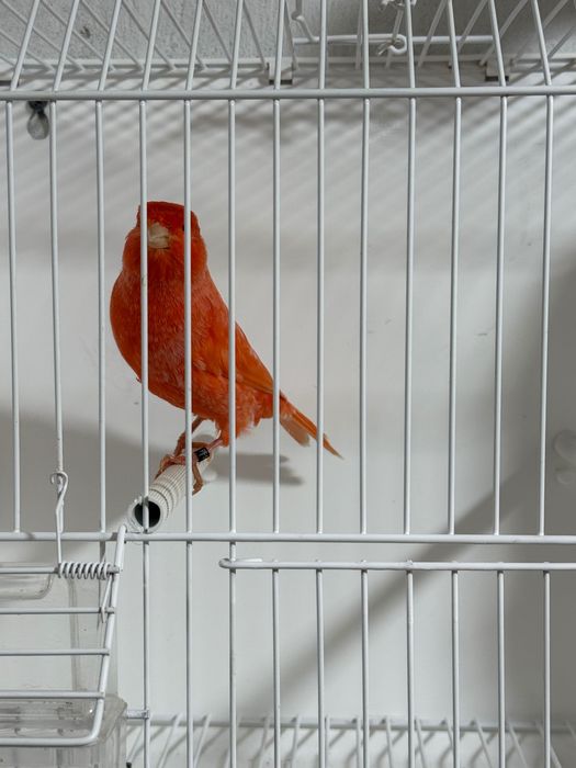 Canari roșii,albi,mozaic pe roșu de vanzare