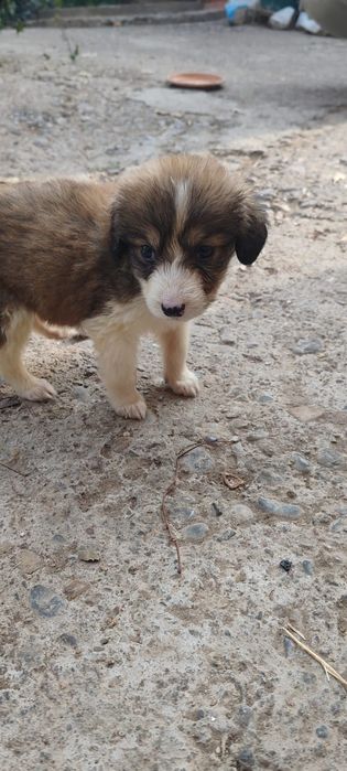 Отдам щенков в хорошие руки