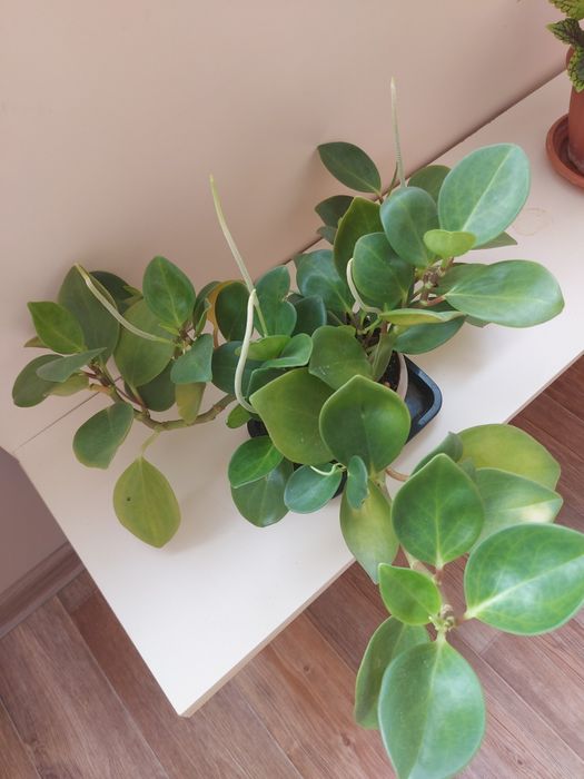 Продам цвет Пеперомию.