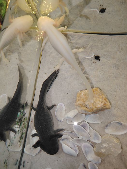 Аквариум с две Амбистоми !