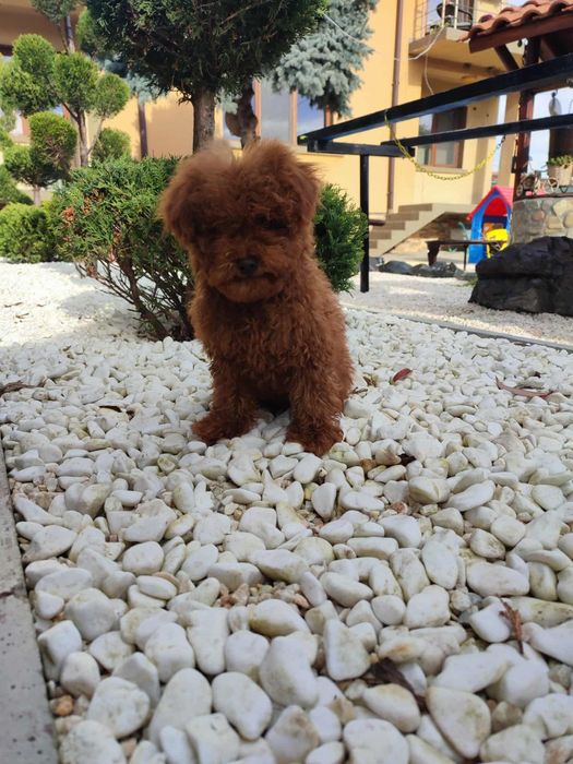 Пудел Той/Poodle Toy