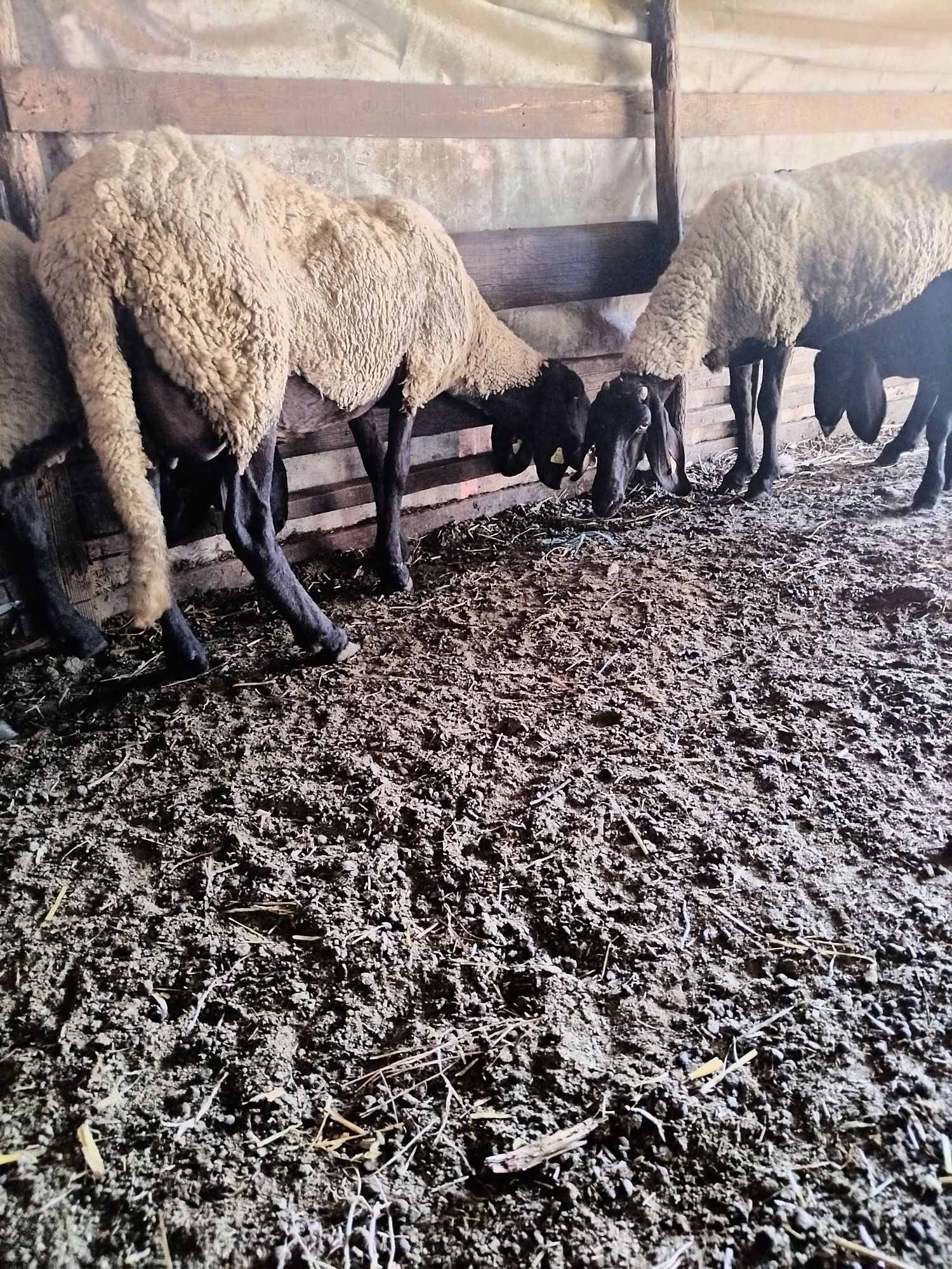 de vânzare trei oi cu miei lânga ele si un berbec noatin