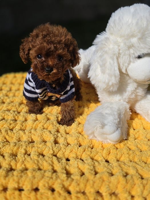 Резервиран !Тийкъп момче/ Tea cup/ с документ за произход