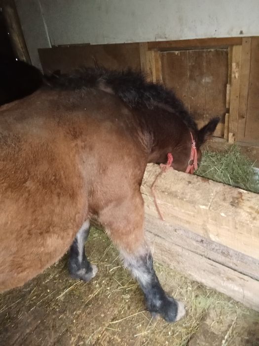 Vând mânzi din cai grei Manzu este seme greu muran