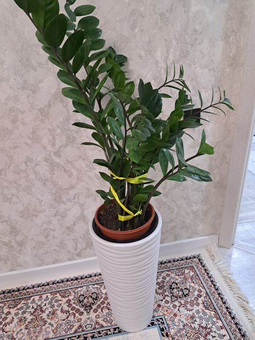 Продаю домашние цветы