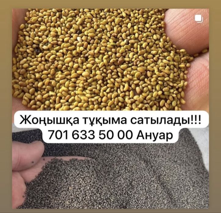 Семена люцерны, жоңышқа ұрық