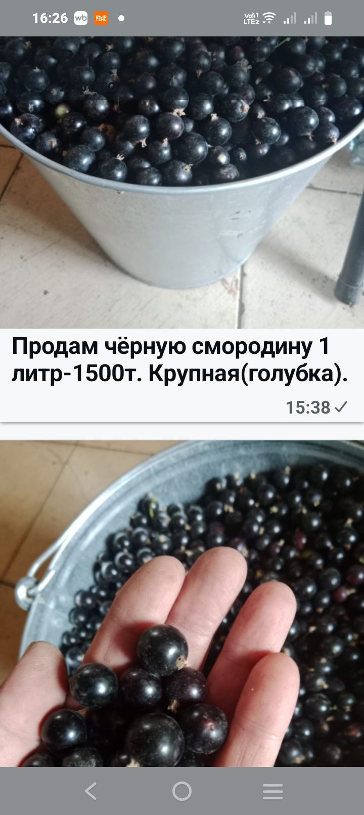 Продам чёрную смородину