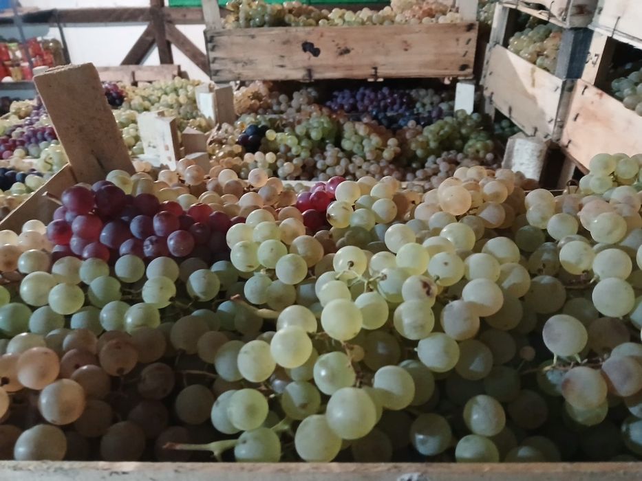 Struguri de Masa, Ceasla si Moldova, Panciu, Direct Producator