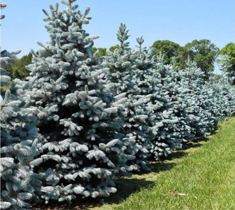 Vând Brazi Normandieni Naturali – Calitate Premium Ofertă de Sărbători