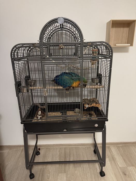 Vand pui de ara vasrta 6 luni