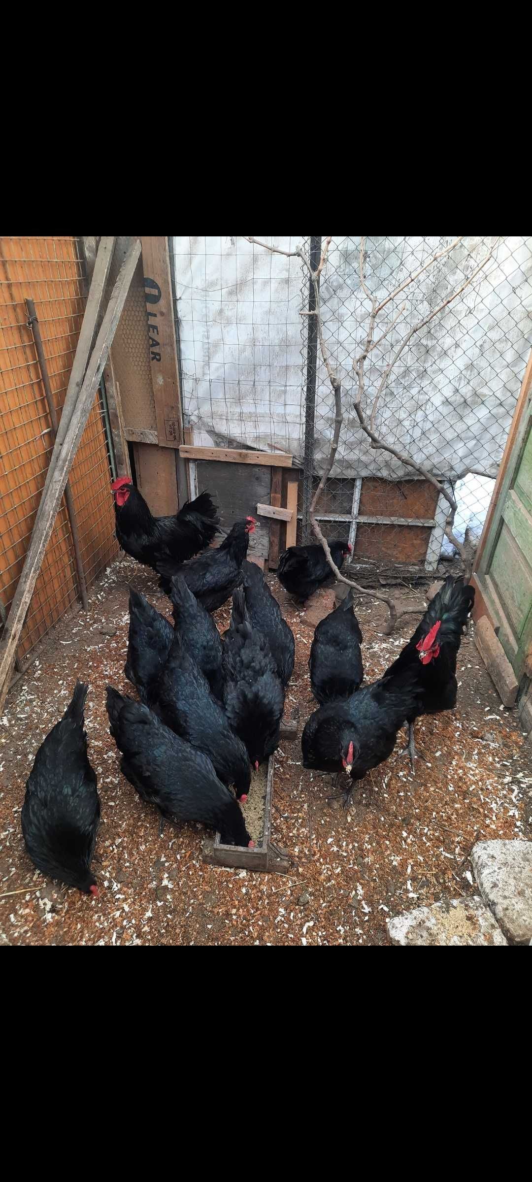 Oua  pentru incubat australorp negru