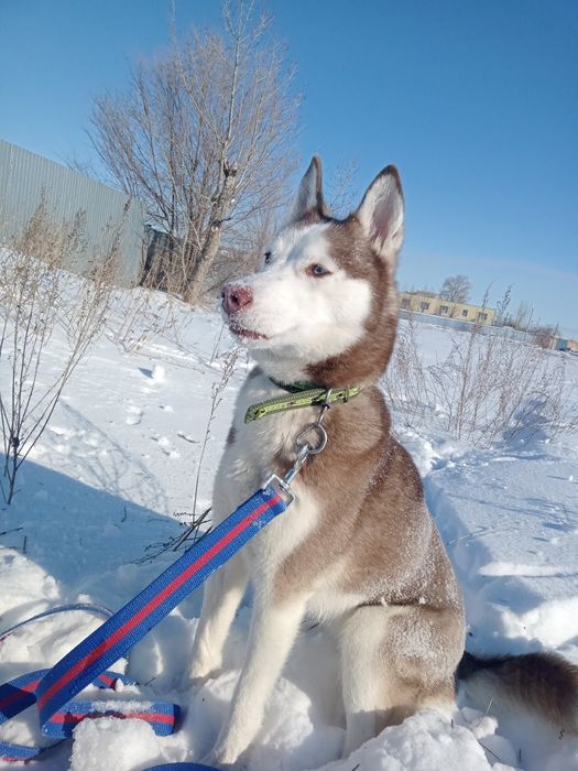 Ищем кобеля для случки