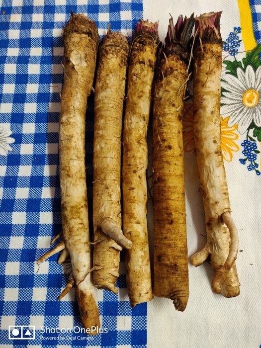 Rădăcina de brusture