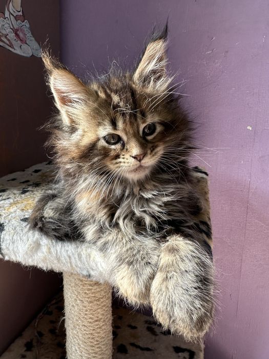 Котята Мейнкуны полидакты