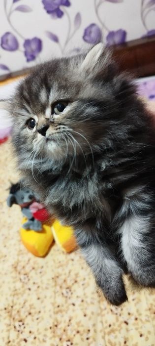 Персийски котета