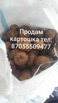 Продам едовой красный  картошка