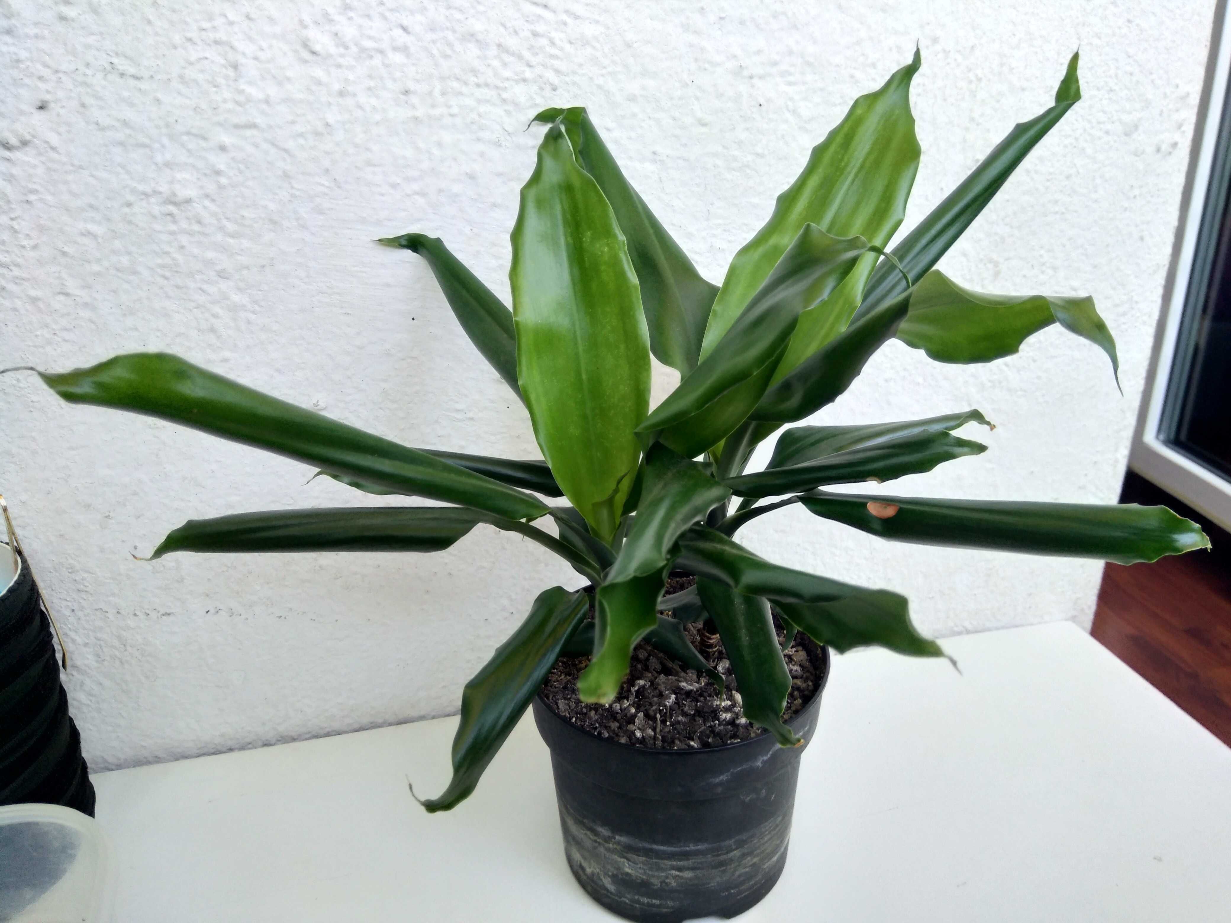 Plante deco Aglaonema Silver Palmier colorat Limba soacrei Dracaena