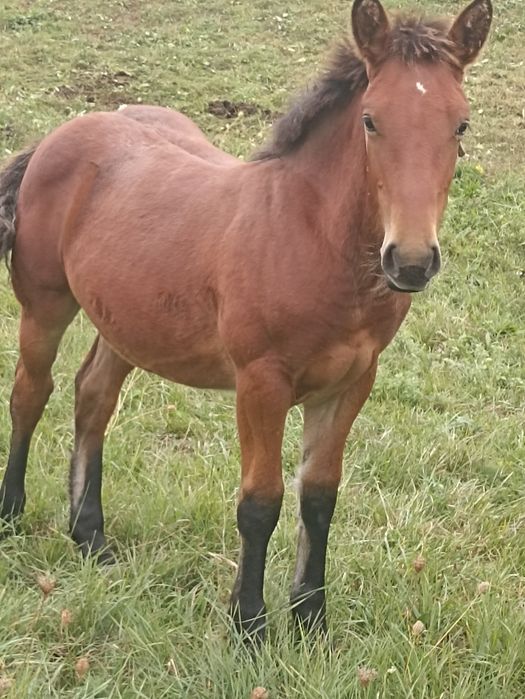 Vind iapă de patru ani cu mînz de cinci luni