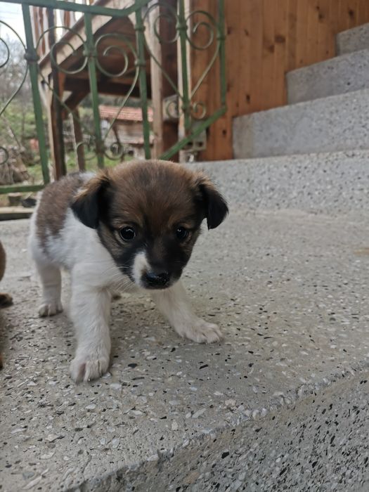 Подарявам кученца