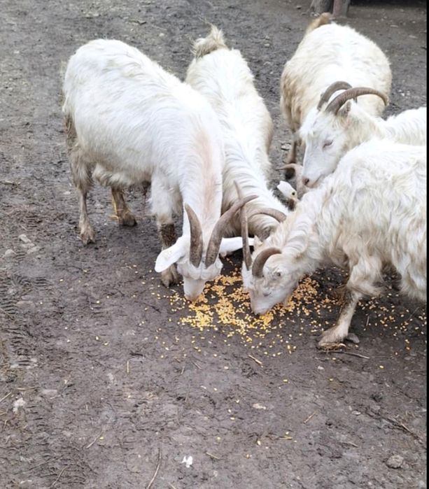 Vând capre gestante de lapte