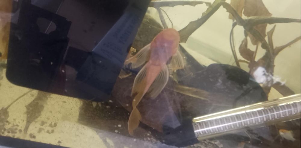 Ancistrus super red long fin