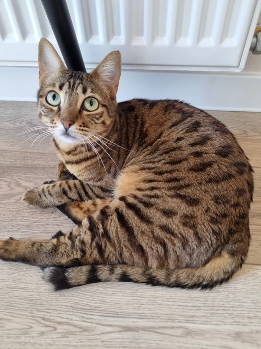 Отдам в добрые руки бенгальскую кошку