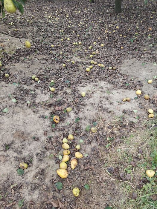 Vand pere pentru tuica