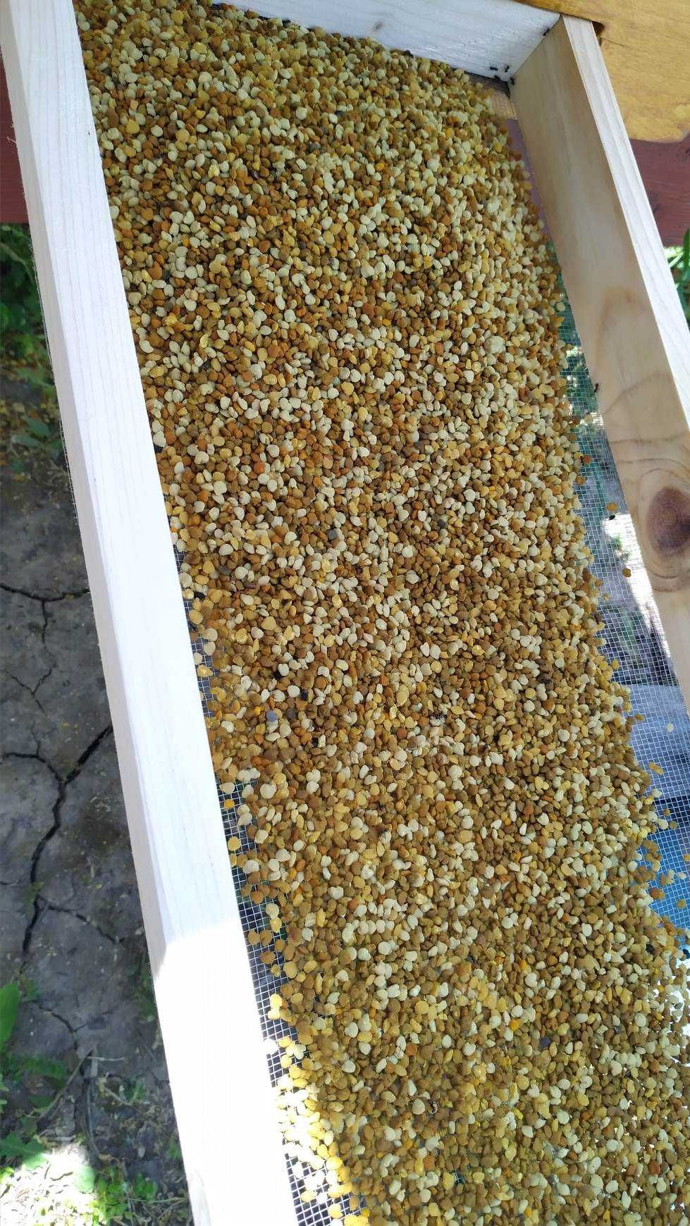 Пчелен прашец "Сребърна"-реколта 2024г.
