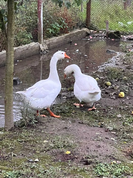 rate indiene si gaște