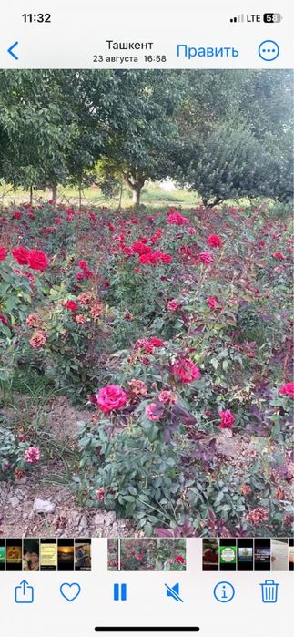 Atir gullar sotiladi ko’chati bilan optim hamasi