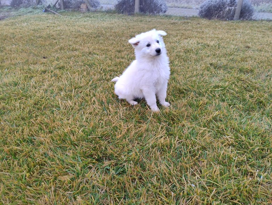 Ciobanesc elvețian (lup alb) - Berger Blanc Suisse