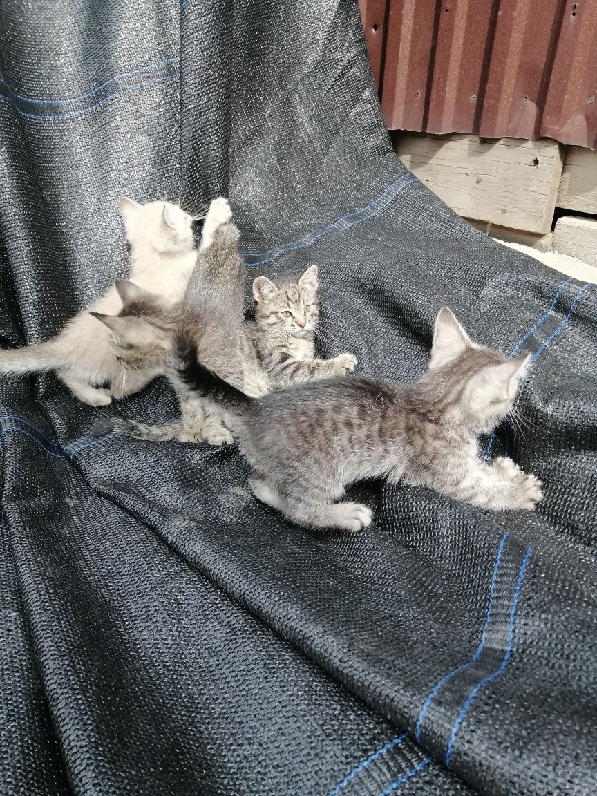 Котята в добрые руки