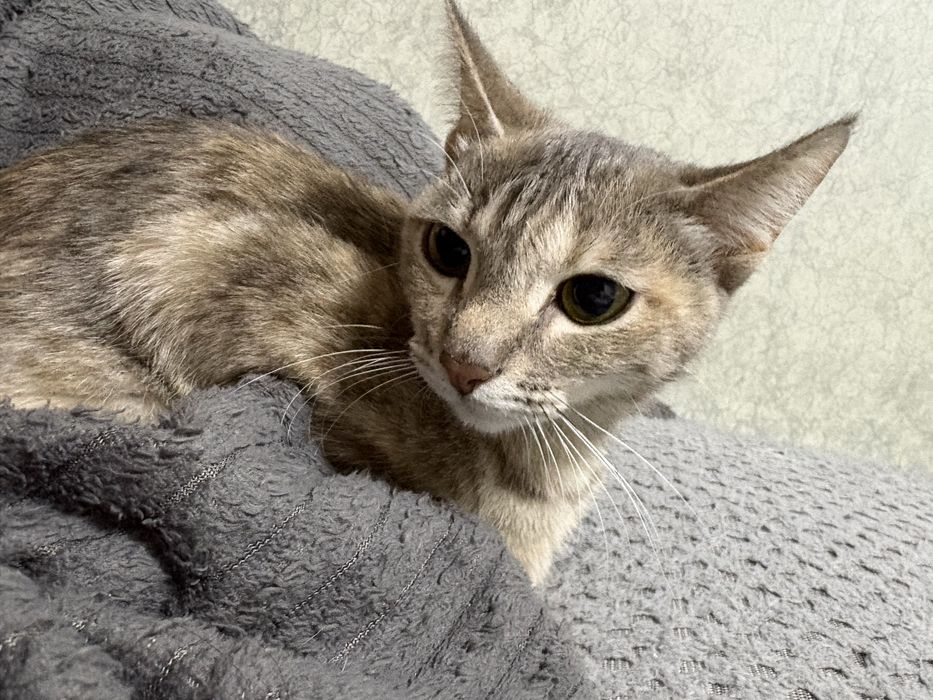 Отдам кошку 1 год