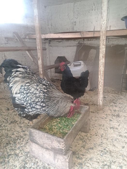 Петух виандот чёрный еурица