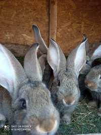 Vând iepuri din rasa uriaș german gri cu vârsta de 8 săptămâni