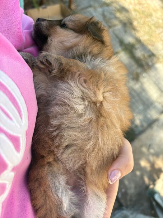 Подарявам 4 кученца малка порода