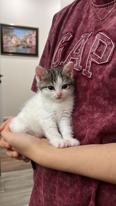 Отдам котенка в хорошие руки