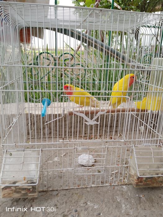 Неразлушка битта индан иккиси 7 ойлик, кафаси билан 500 000 сўмг