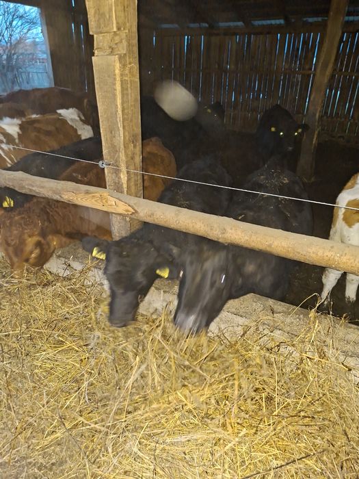 Vând 12 vitele  angus