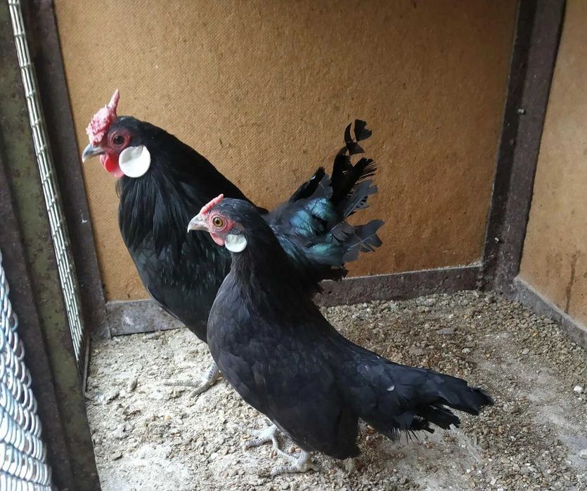 Бентамка ява парами продам.