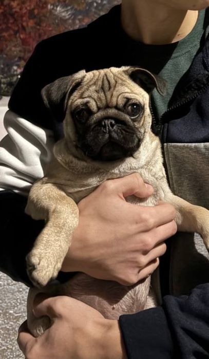 Продаётся мопс мальчик 4 Месяца